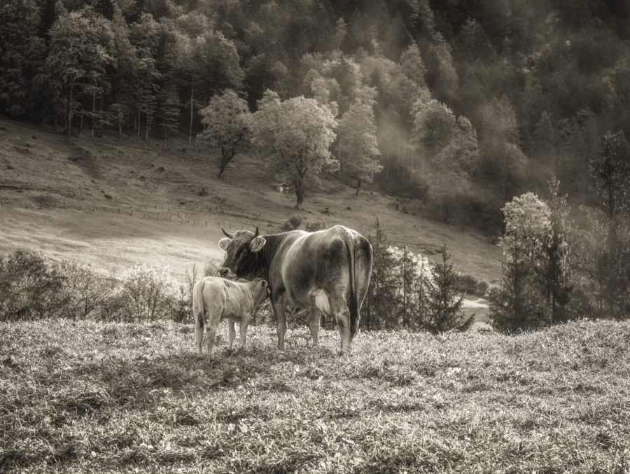 kuhbilder aus dem allgäu leinwand sepia wandbilder foto kaufen Allgäu Alpen Berge Kuh Braunvieh Vieh Rind Kühe Viehscheid Alp Alm Bergsommer Oberallgäu