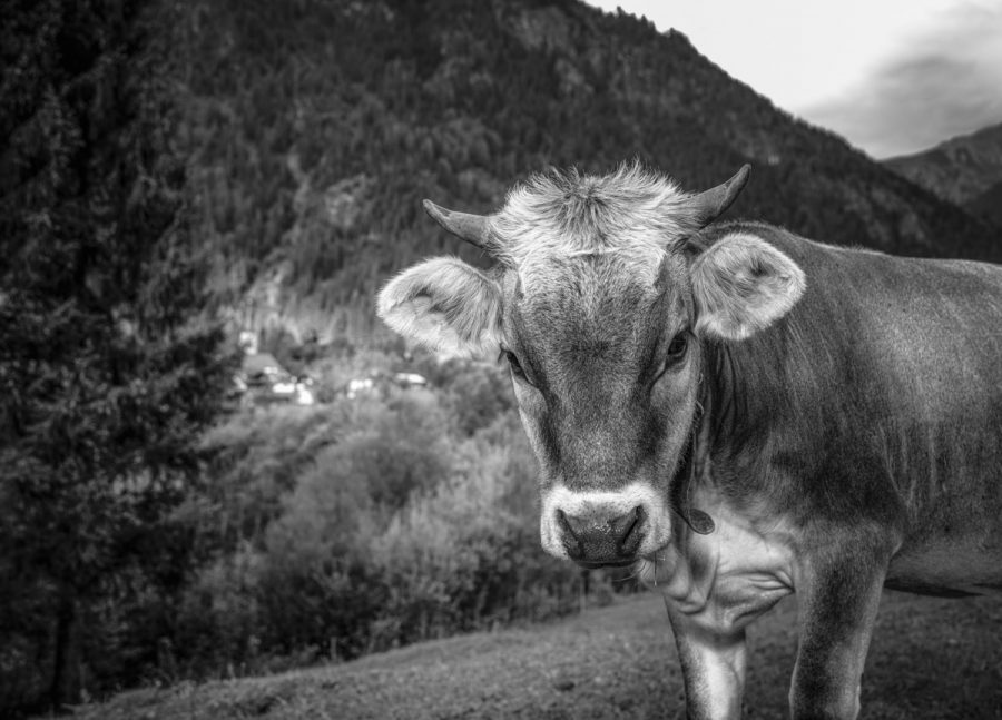 kuhbilder aus dem allgäu leinwand schwarz weiß wandbilder foto kaufen Allgäu Alpen Berge Kuh Braunvieh Vieh Rind Kühe Viehscheid Alp Alm Bergsommer Oberallgäu