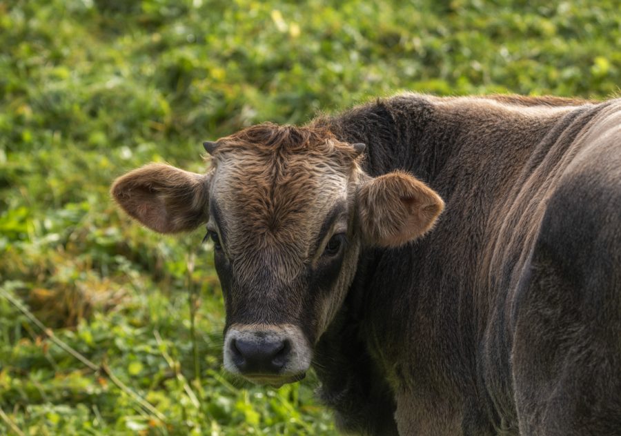kuhbilder aus dem allgäu Kuh Bild Allgäu Alpen Berge Kuh Braunvieh Vieh Rind Rinder Kühe Viehscheid Alp Alm Bergsommer grün