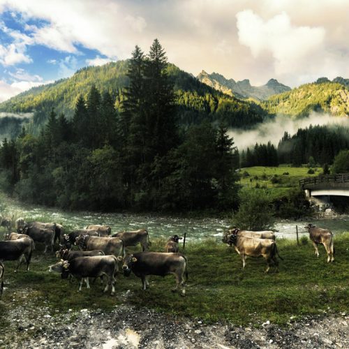 Kuhbilder aus dem Allgäu - Kuhbilder, in die du dich verlieben wirst!