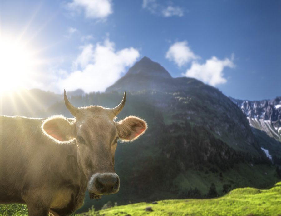kuhbilder aus dem allgäu Kuh Bild Allgäu Alpen Berge Kuh Braunvieh Vieh Rind Rinder Kühe Viehscheid Alp Alm Bergsommer Hinterstein grüne wiesen blauer himmel sonne