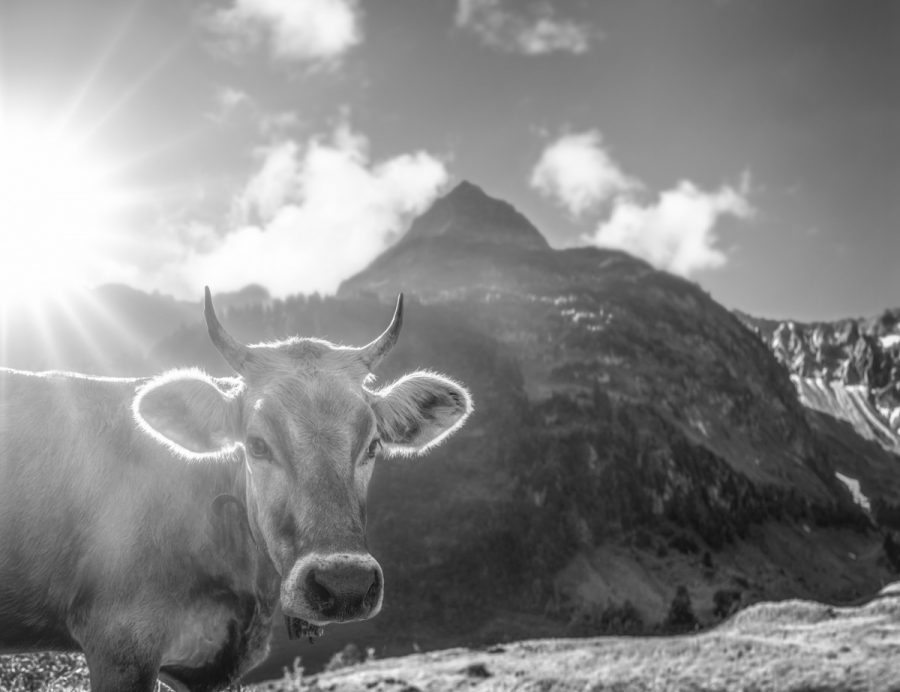 kuhbilder aus dem allgäu leinwand schwarz weiß wandbilder foto kaufen Allgäu Alpen Berge Kuh Braunvieh Vieh Rind Kühe Viehscheid Alp Alm Bergsommer Hinterstein himmel sonne