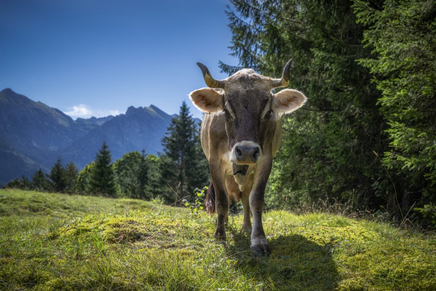 kuhbilder aus dem allgäu Kuh Bild Allgäu Alpen Berge Kuh Braunvieh Vieh Rind Rinder Kühe Viehscheid Alp Alm Bergsommer Hinterstein grüne wiesen blauer himmel sonne