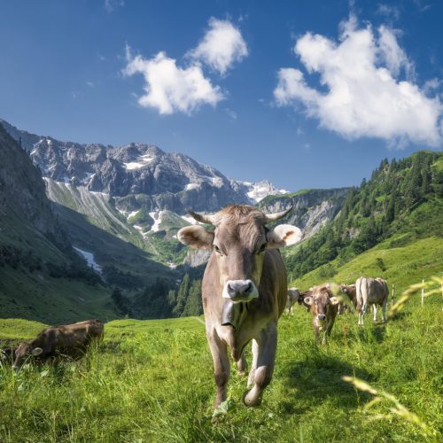 kuhbilder aus dem allgäu Kuh Bild Allgäu Alpen Berge Kuh Braunvieh Vieh Rind Rinder Alp Bergsommer Bärgündle Point Hütte Hinterstein grüne wiesen blauer himmel