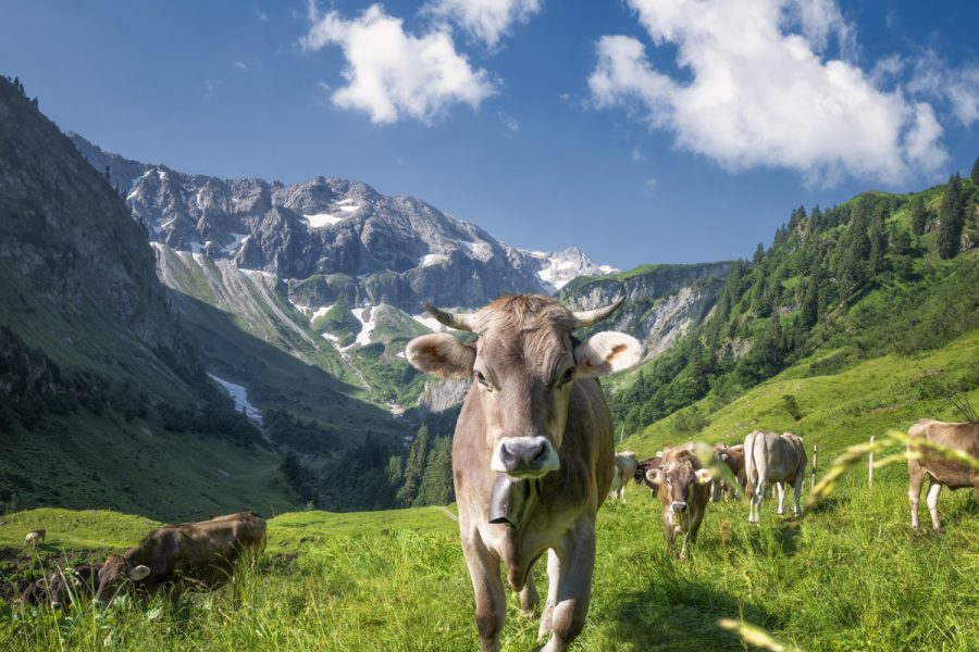 kuhbilder aus dem allgäu Kuh Bild Allgäu Alpen Berge Kuh Braunvieh Vieh Rind Rinder Alp Bergsommer Bärgündle Point Hütte Hinterstein grüne wiesen blauer himmel