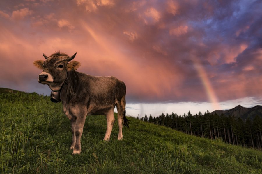 kuhbilder aus dem allgäu Kuh Bild Allgäu Alpen Berge Kuh Braunvieh Vieh Rind Rinder Kühe Alp Bergsommer Regenbogen Oberstdorf blauer Himmel grüne wiesen blauer himmel