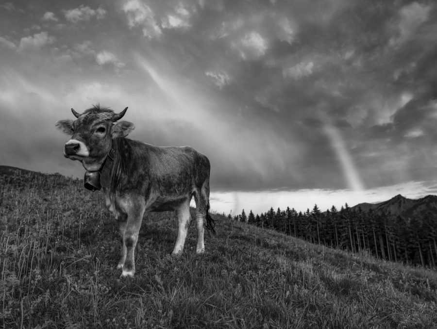 kuhbilder aus dem allgäu kuh bild schwarz weiß leinwand Allgäu Alpen Berge Kuh Braunvieh Vieh Rind Rinder Kühe Viehscheid Alp Alm Bergsommer Regenbogen Oberallgäu