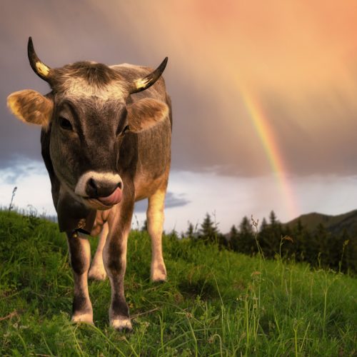 kuhbilder aus dem allgäu Kuh Bild Kuhbild Allgäu Alpen Berge Kuh Braunvieh Vieh Rind Rinder Alp Bergsommer Regenbogen blauer Himmel grüne wiesen blauer himmel