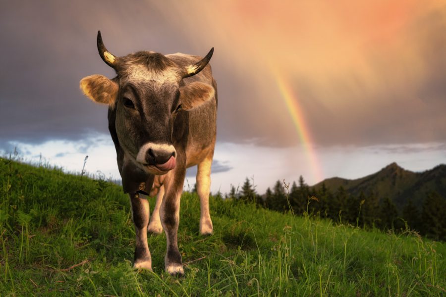 kuhbilder aus dem allgäu Kuh Bild Kuhbild Allgäu Alpen Berge Kuh Braunvieh Vieh Rind Rinder Alp Bergsommer Regenbogen blauer Himmel grüne wiesen blauer himmel