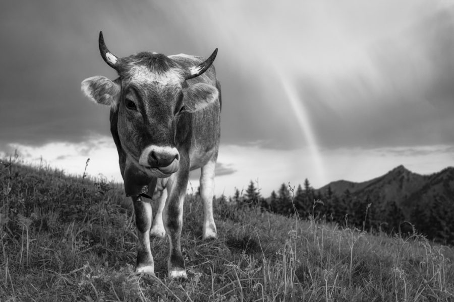kuhbilder aus dem allgäu Kuh bild schwarz weiß leinwand Kuhbild Allgäu Alpen Berge Kuh Braunvieh Vieh Rind Rinder Kühe Viehscheid Alp Alm Bergsommer Regenbogen grüne wiesen blauer himmel