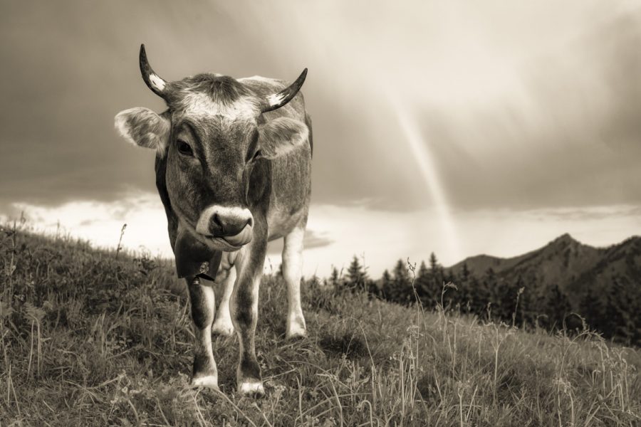 kuhbilder aus dem allgäu Kuh bild sepia leinwand Kuhbild Allgäu Alpen Berge Kuh Braunvieh Vieh Rind Rinder Kühe Viehscheid Alp Alm Bergsommer Regenbogen Oberallgäu
