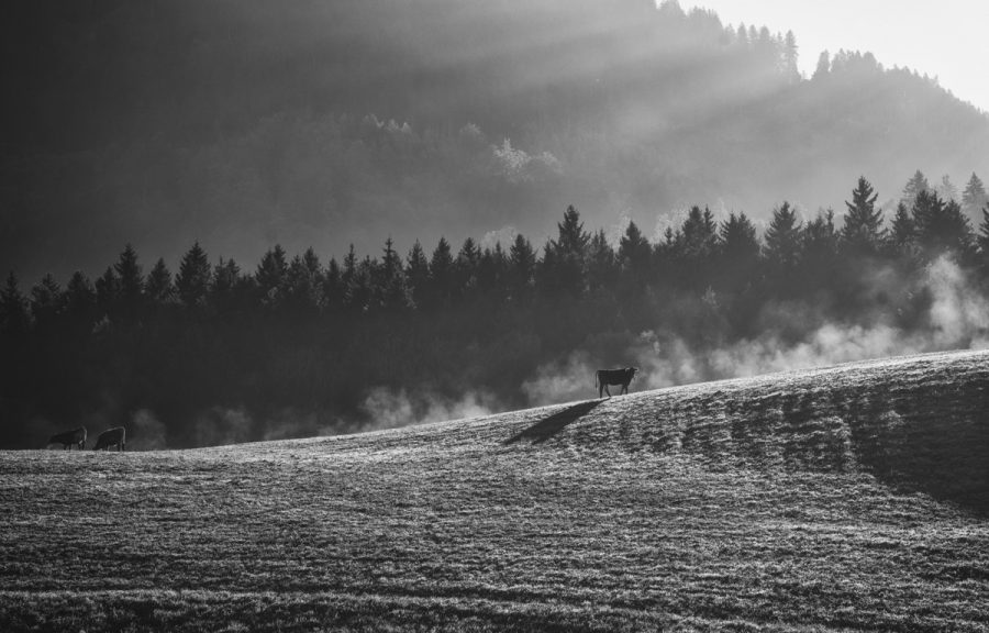 kuhbilder aus dem allgäu leinwand schwarz weiß wandbilder foto kaufen Allgäu Alpen Berge Kuh Braunvieh Vieh Rind Kühe Viehscheid Alp Alm Bergsommer Oberallgäu