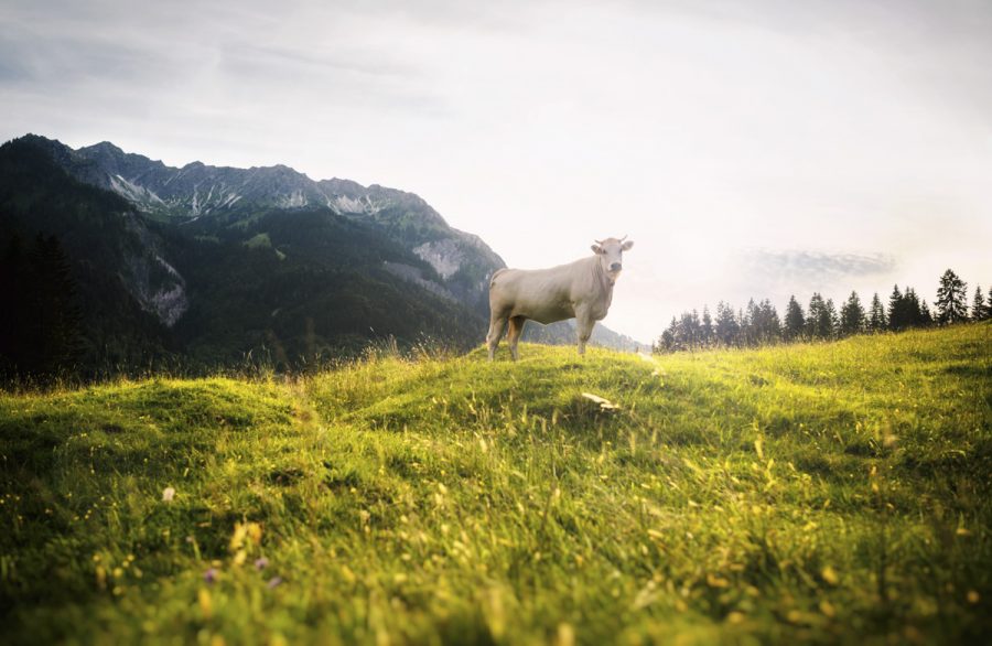 kuhbilder aus dem allgäu Kuh Bild Allgäu Alpen Berge Kuh Braunvieh Vieh Rind Rinder Kühe Viehscheid Alp Alm Bergsommer grüne wiesen blauer himmel sonne
