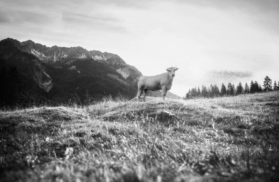 kuhbilder aus dem allgäu leinwand schwarz weiß wandbilder foto kaufen Allgäu Alpen Berge Kuh Braunvieh Vieh Rind Kühe Viehscheid Alp Alm Bergsommer himmel sonne