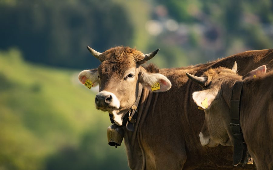 kuhbilder aus dem allgäu Kuh Bild Allgäu Alpen Berge Kuh Braunvieh Vieh Rind Rinder Kühe Viehscheid Alp Alm Bergsommer Oberstdorf grün