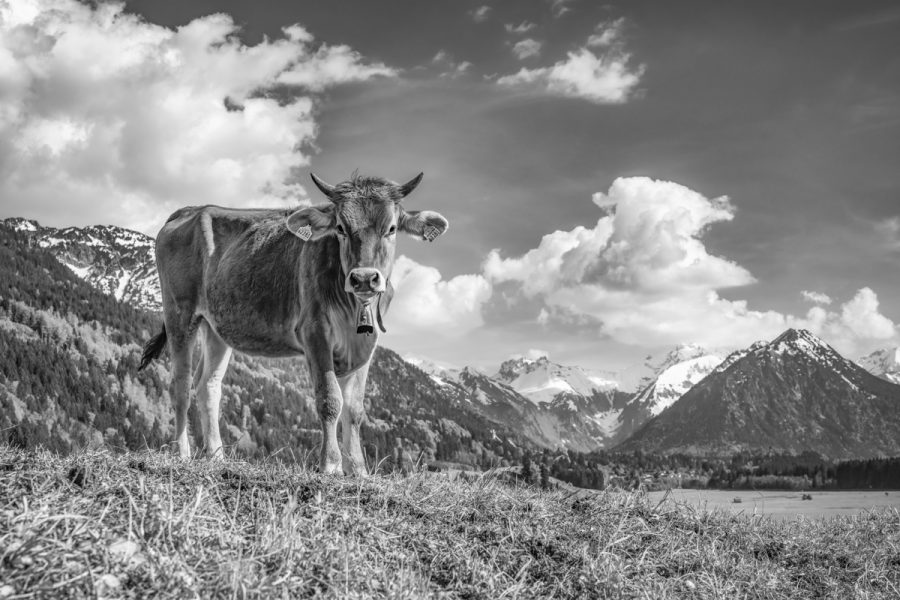 kuhbilder aus dem allgäu leinwand schwarz weiß wandbilder foto kaufen Allgäu Alpen Berge Kuh Braunvieh Vieh Rind Kühe Viehscheid Alp Alm Bergsommer Oberstdorf himmel sonne
