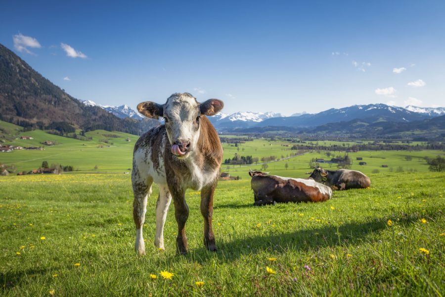 kuhbilder aus dem allgäu Kuh Bild Allgäu Alpen Grünten Berge Kuh Braunvieh Vieh Rind Rinder Kühe Viehscheid Alp Alm Löwenzahn Frühling Rettenberg grüne wiesen blauer himmel sonne