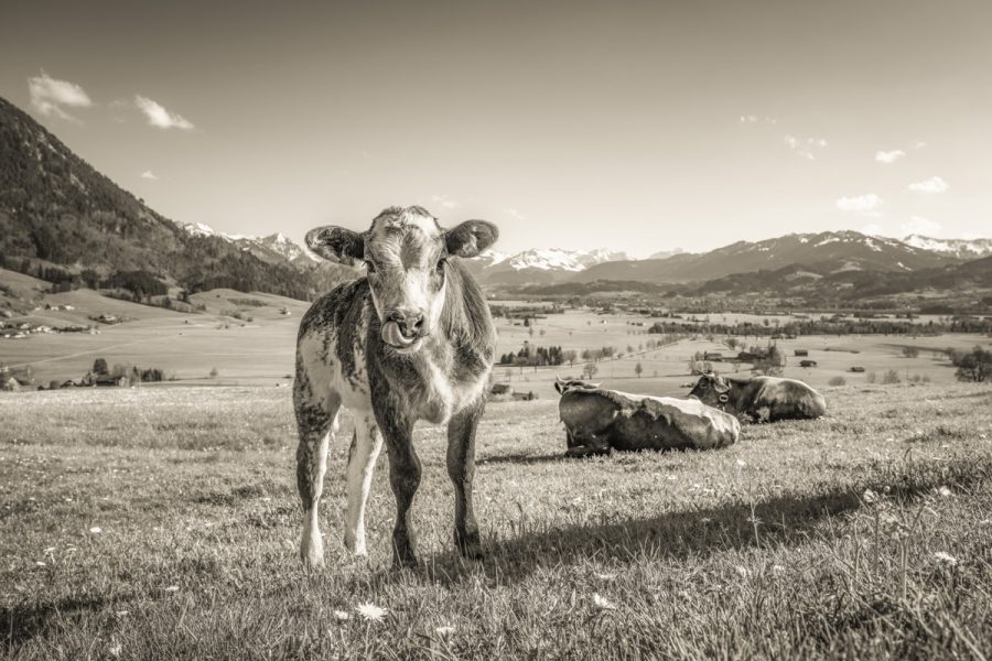 kuhbilder aus dem allgäu leinwand sepia wandbilder foto kaufen Allgäu Alpenten Berge Kuh Braunvieh Vieh Rind Kühe Viehscheid Alp Alm Frühling Rettenberg himmel sonne