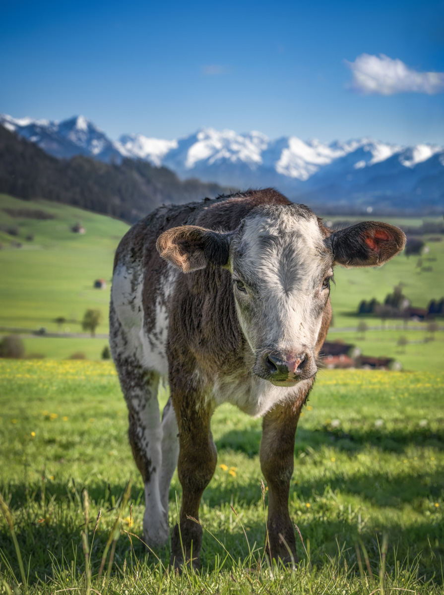 kuhbilder aus dem allgäu Kuh Bild Allgäu Alpen Grünten Berge Kuh Braunvieh Vieh Rind Rinder Kühe Viehscheid Alp Alm Löwenzahn Frühling Rettenberg grüne wiesen blauer himmel sonne