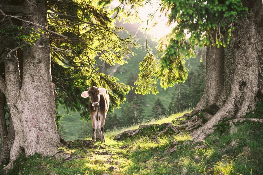 kuhbilder aus dem allgäu Kuh Bild Kuhbild Allgäu Alpen Berge Kuh Braunvieh Vieh Rind Rinder Kühe Viehscheid Alp Alm Bergsommer grün schwarz