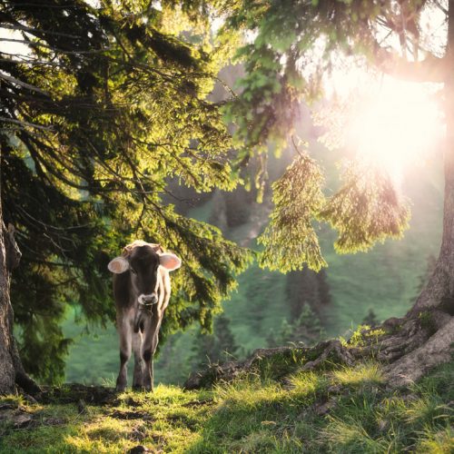 kuhbilder aus dem allgäu Kuh Bild Kuhbild Allgäu Alpen Berge Kuh Braunvieh Vieh Rind Rinder Kühe Viehscheid Alp Alm Bergsommer grün schwarz