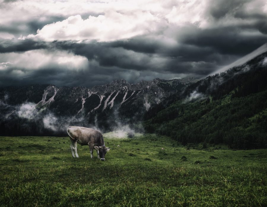 kuhbilder aus dem allgäu Kuh Bild Allgäu Alpen Berge Kuh Braunvieh Vieh Rind Rinder Kühe Viehscheid Alp Alm Bergsommer Hinterstein grün schwarz weiß