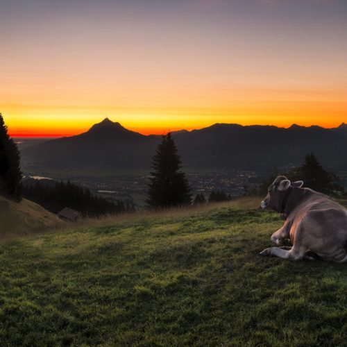 kuhbilder aus dem allgäu Kuh Bild Kuhbild Allgäu Alpen Berge Kuh Braunvieh Vieh Rind Rinder Kühe Viehscheid Alp Alm Bergsommer orange rot