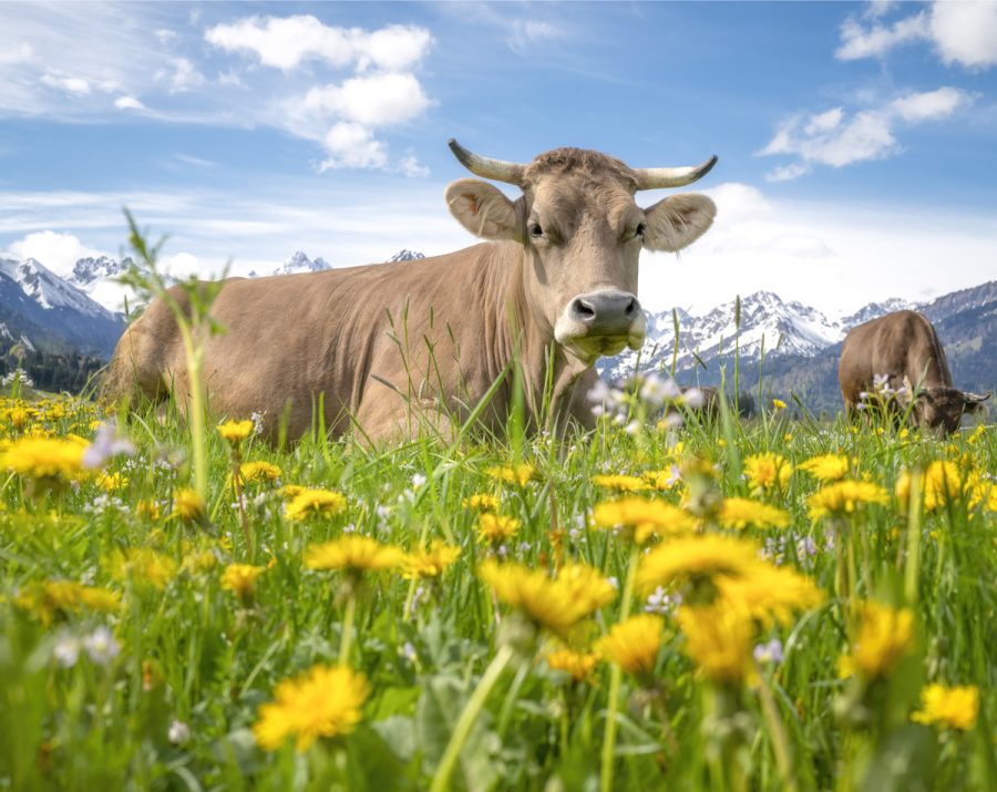 kuhbilder aus dem allgäu Kuh Bild Allgäu Alpen Oberstdorf Berge Kuh Braunvieh Vieh Rind Rinder Kühe Viehscheid Alp Alm Löwenzahn Frühling Rubi grüne wiesen blauer himmel sonne