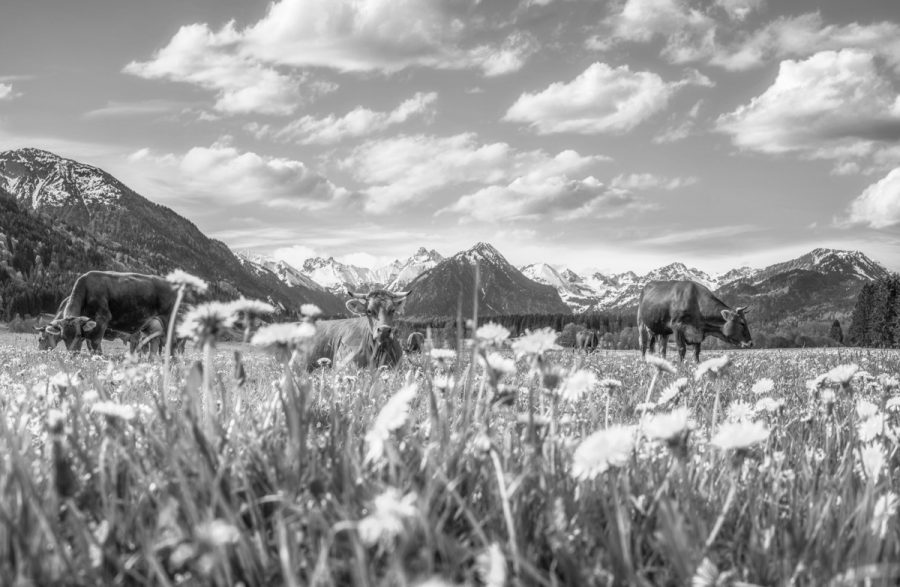 kuhbilder aus dem allgäu leinwand schwarz weiß wandbilder foto kaufen Allgäu Alpen Oberstdorf Berge Kuh Braunvieh Vieh Rind Kühe Viehscheid Alp Alm Frühling Rubi himmel sonne