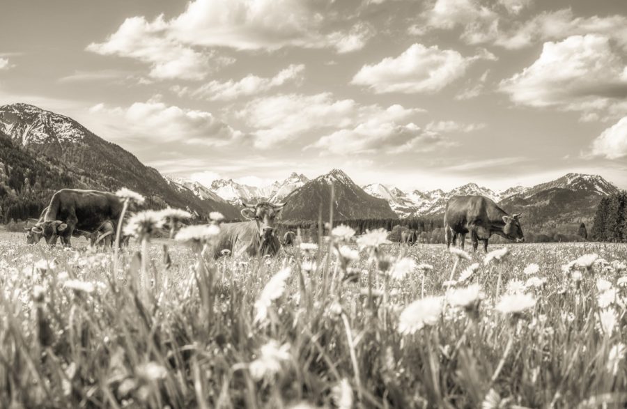 kuhbilder aus dem allgäu leinwand sepia wandbilder foto kaufen Allgäu Alpen Oberstdorf Berge Kuh Braunvieh Vieh Rind Kühe Viehscheid Alp Alm Frühling Rubi himmel sonne