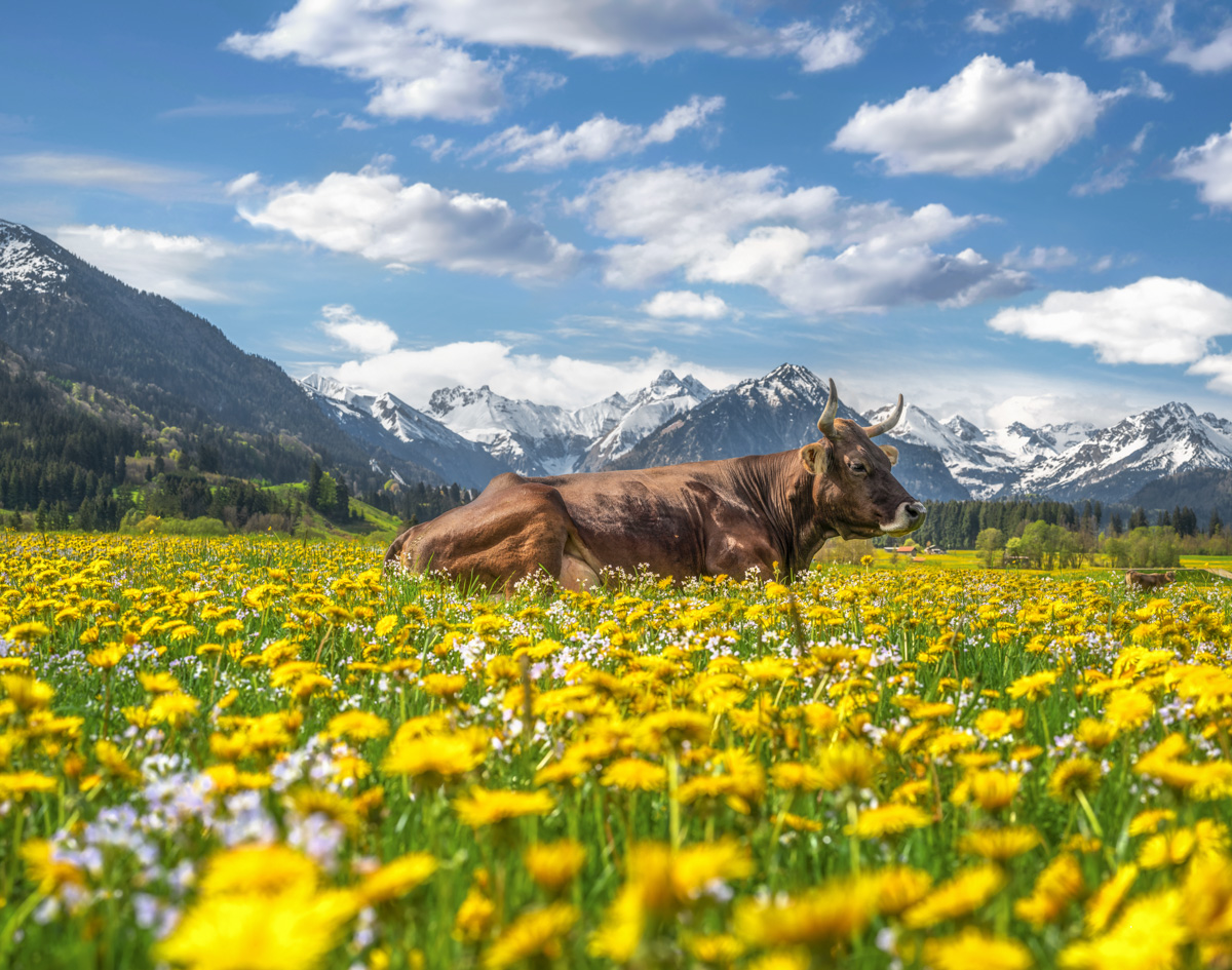 Kuhbilder Allgäu: Entdecke die Schönheit der Allgäuer Landschaft durch Zeichnen!